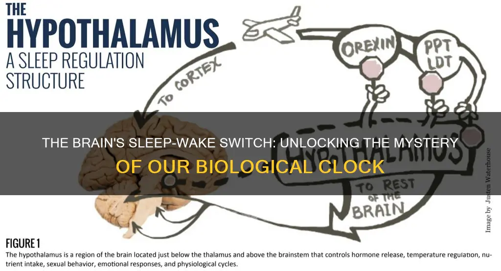 what body part control sleep wake cycle