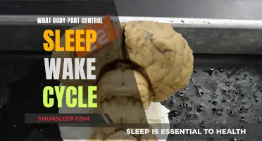 The Master Body Clock: Sleep-Wake Cycle Control