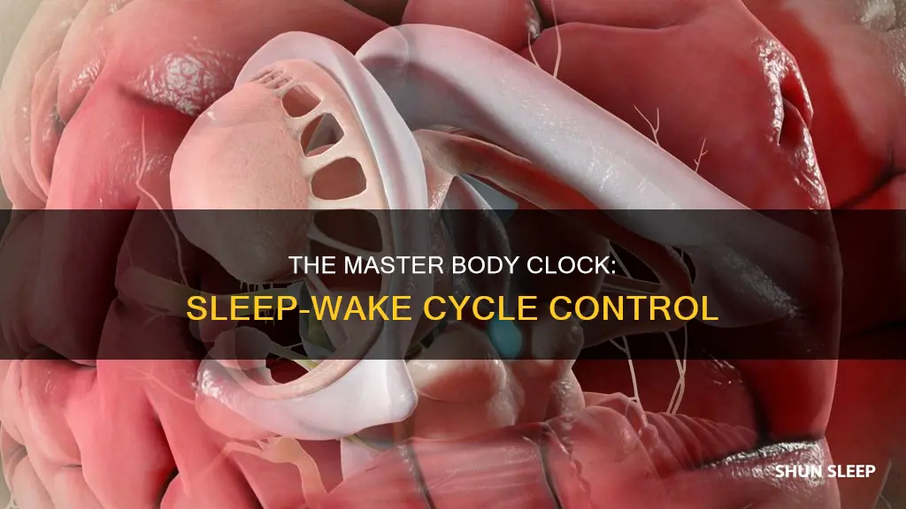what body part control sleep wake cycle