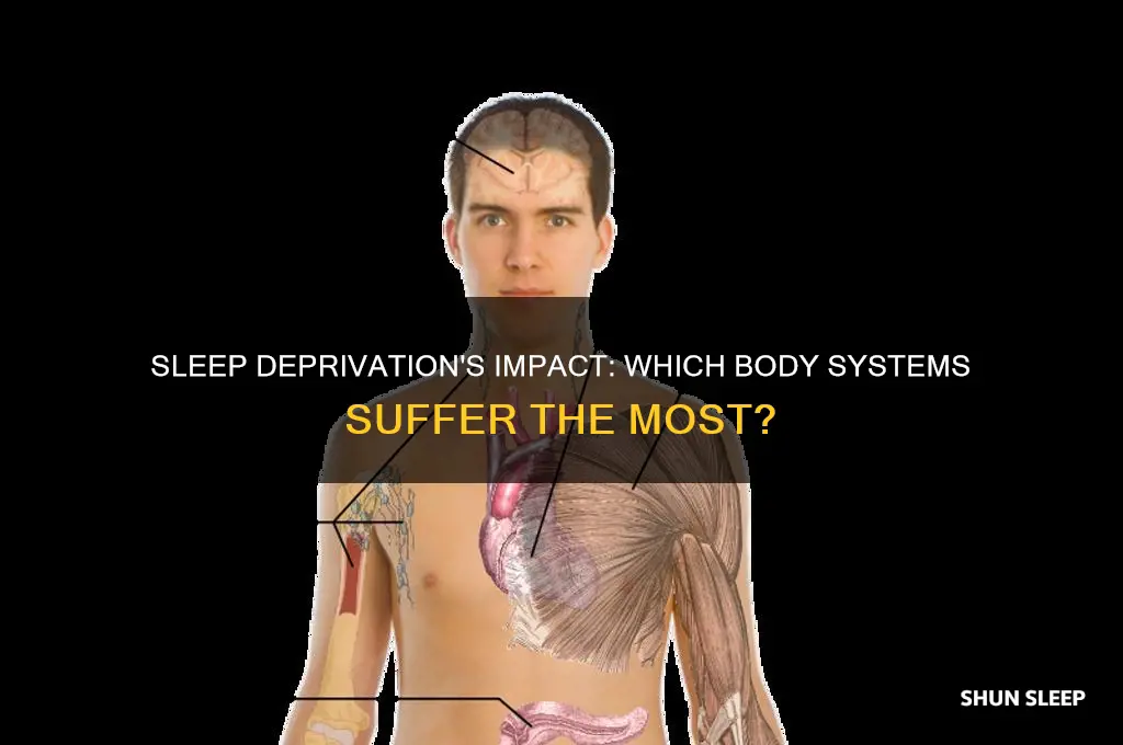 what body system gets affected by lack of sleep