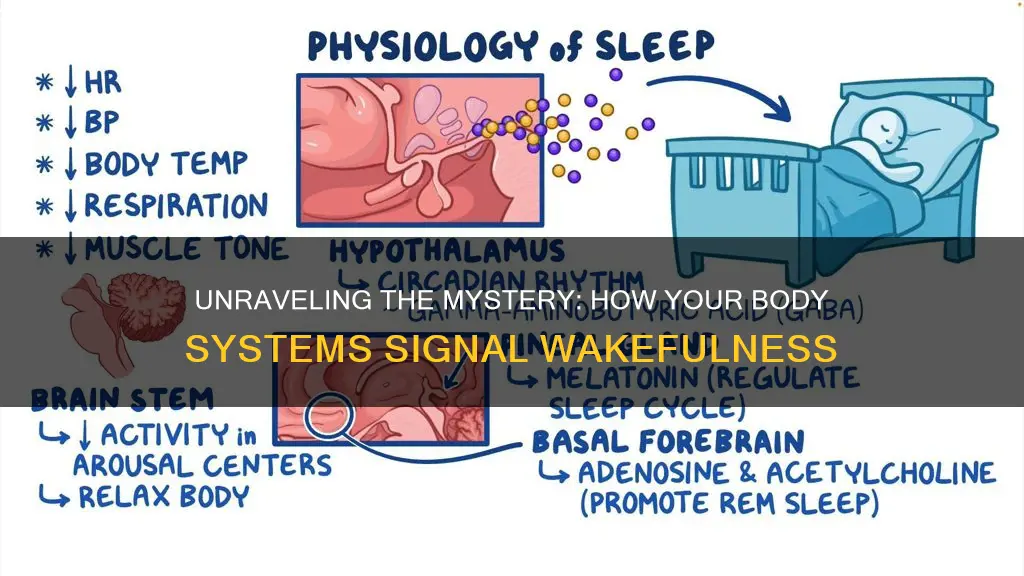 what body systems wake you up from sleep