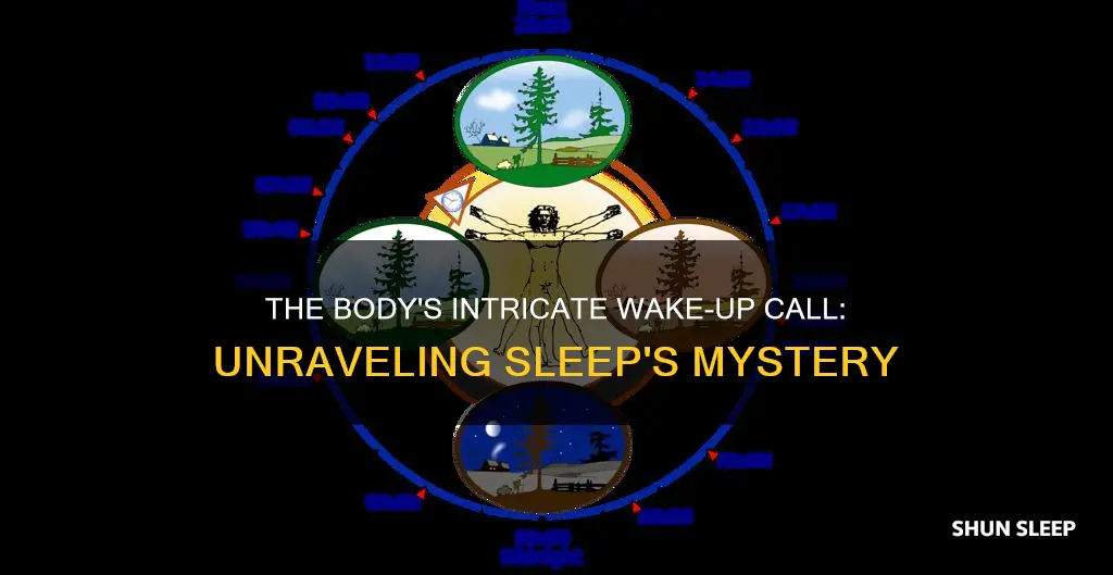 what body systems wake you up from sleep