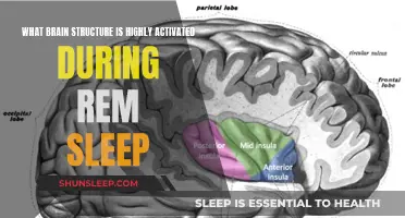 Brain Structure Behind REM Sleep: Unveiling the Mystery