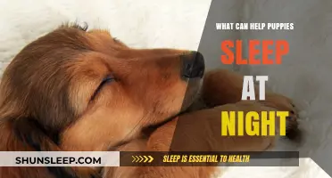 Calm Nights: Tips to Help Your Puppy Sleep Peacefully