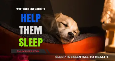 Natural Remedies to Help Your Dog Sleep Better at Night
