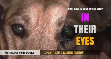 Why Do Dogs Get Eye Discharge? Causes and Solutions