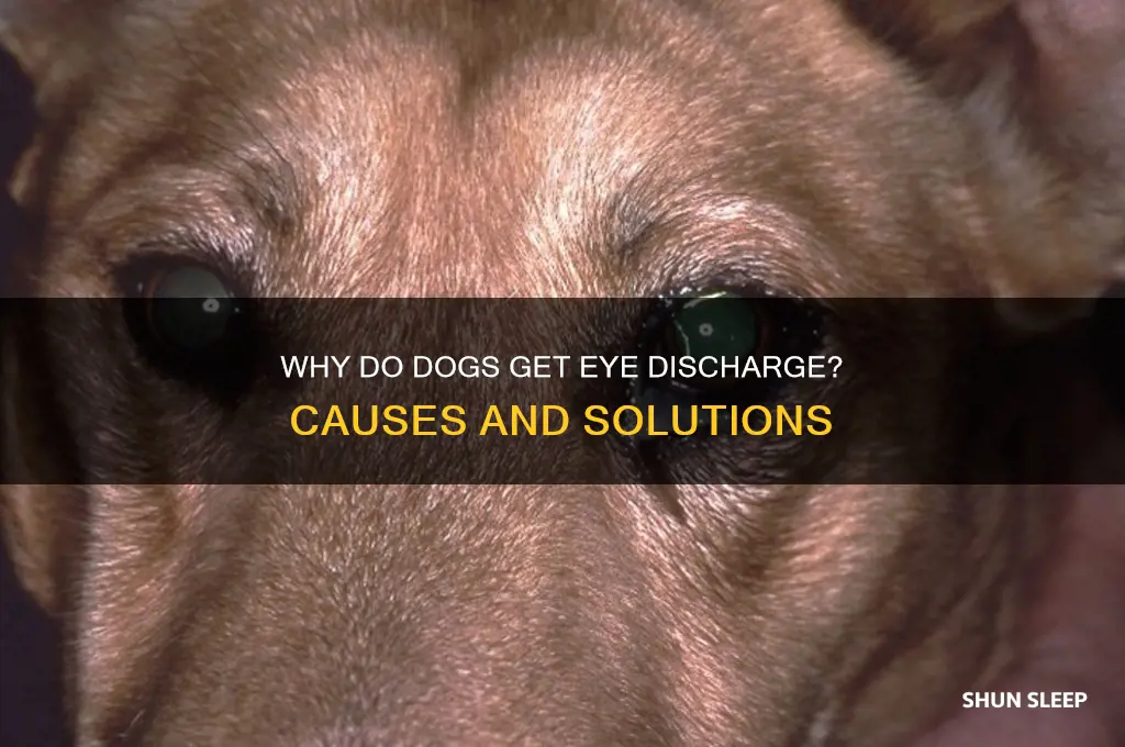 what causes dogs to get sleep in their eyes