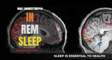 Unlocking REM Sleep: Unraveling the Brain's Transformations