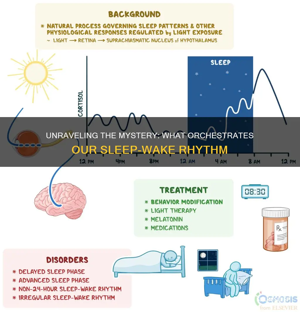 what controls our sleep wake cycle