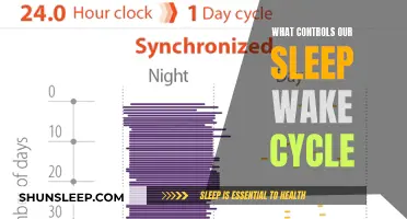 The Brain's Control Tower: Sleep-Wake Cycle Explained