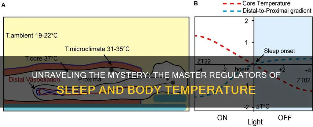 what controls the sleep-wake cycle and body temperature