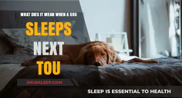 A Dog's Sleep: What Does it Mean?
