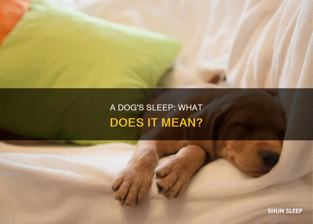 what dies it mean when a gog sleeps next tou