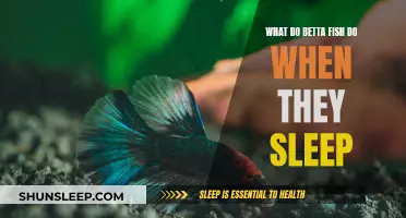 Betta Fish Sleep: What Do They Do?