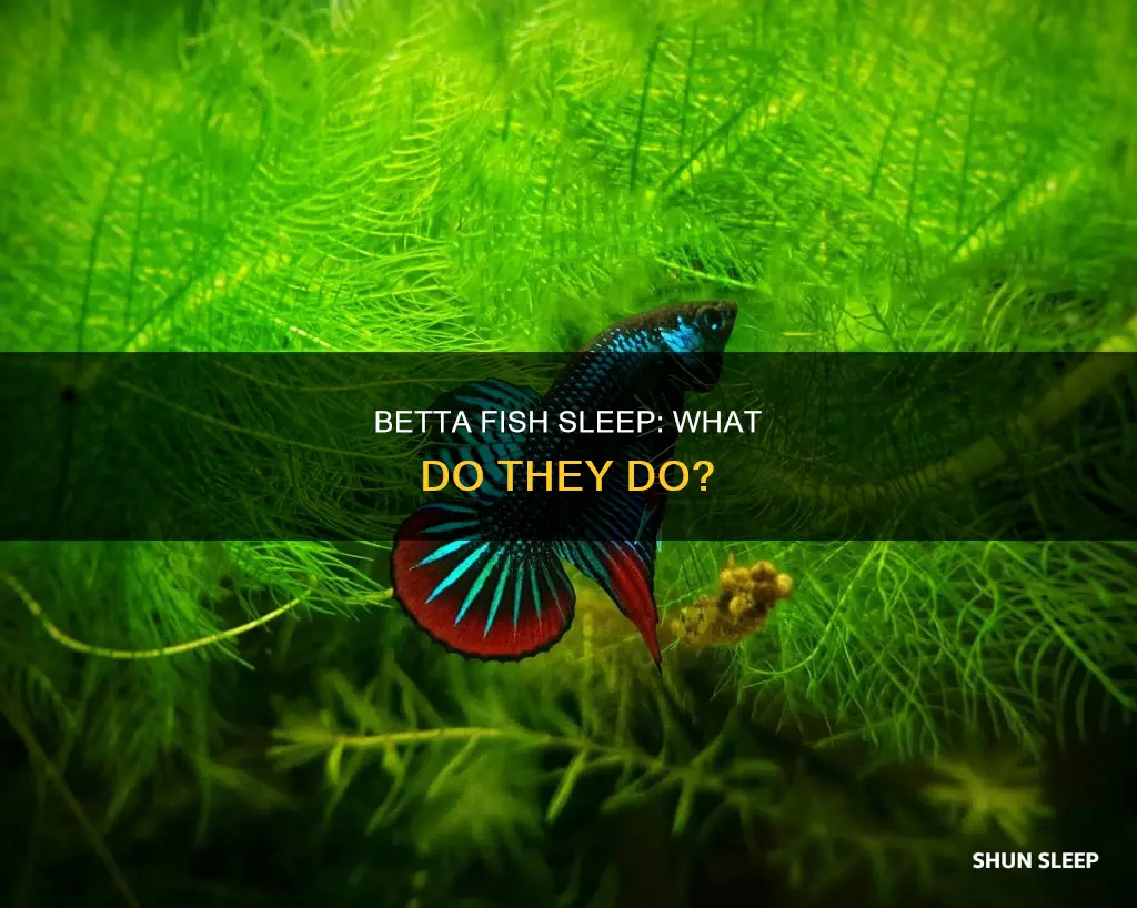 what do betta fish do when they sleep