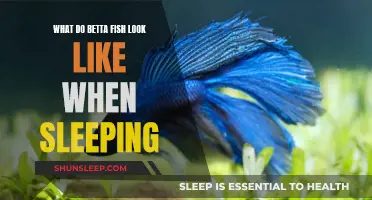 Betta Fish Sleeping: What Do They Look Like?