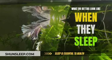Bettas' Sleeping Habits: A Guide to Their Unique Resting Patterns