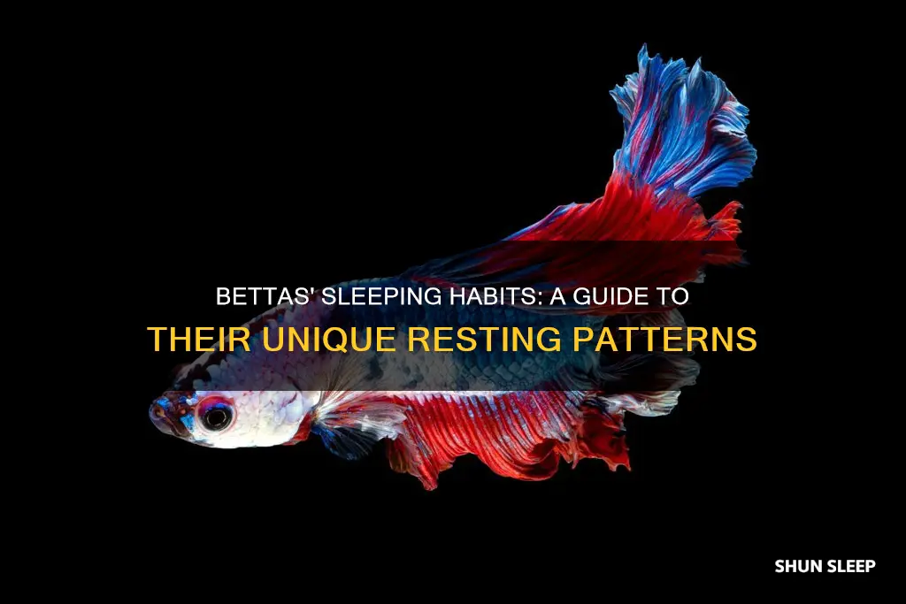 what do bettas look like when they sleep