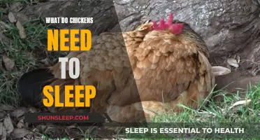 Chickens' Sleep: Essential Requirements for Restful Nights