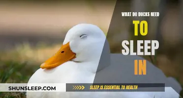 Ducks' Bedding Requirements: Cozy Nests for Peaceful Slumber