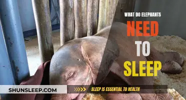 Elephants' Sleep: What Do They Need to Rest?