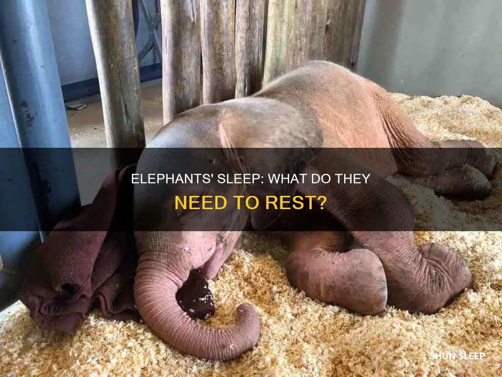 what do elephants need to sleep