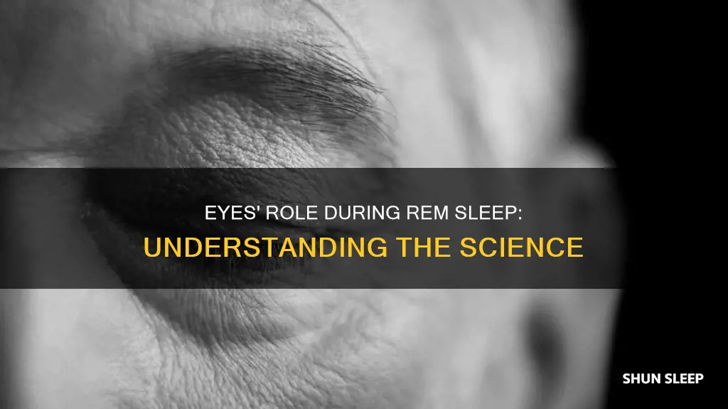 what do eyes do during rem sleep