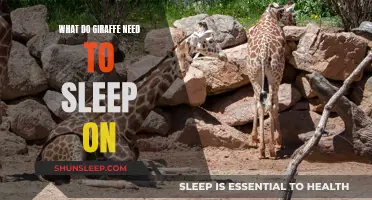 Giraffes' Unique Sleeping Patterns and Their Preferred Napping Spots