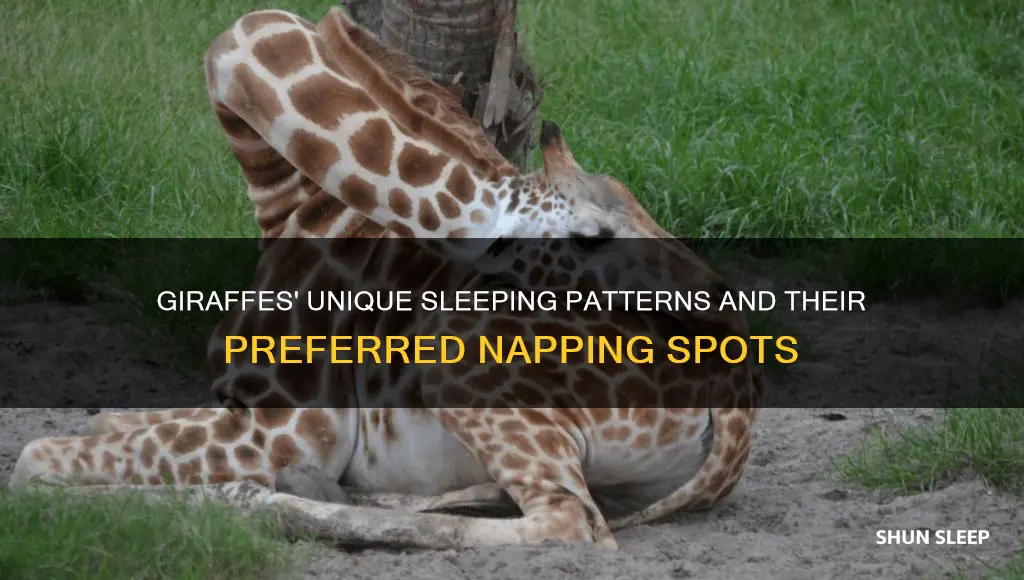 what do giraffe need to sleep on