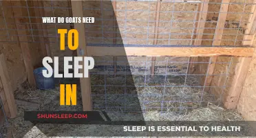 Goats' Sleeping Arrangements: What's Their Ideal Setup?
