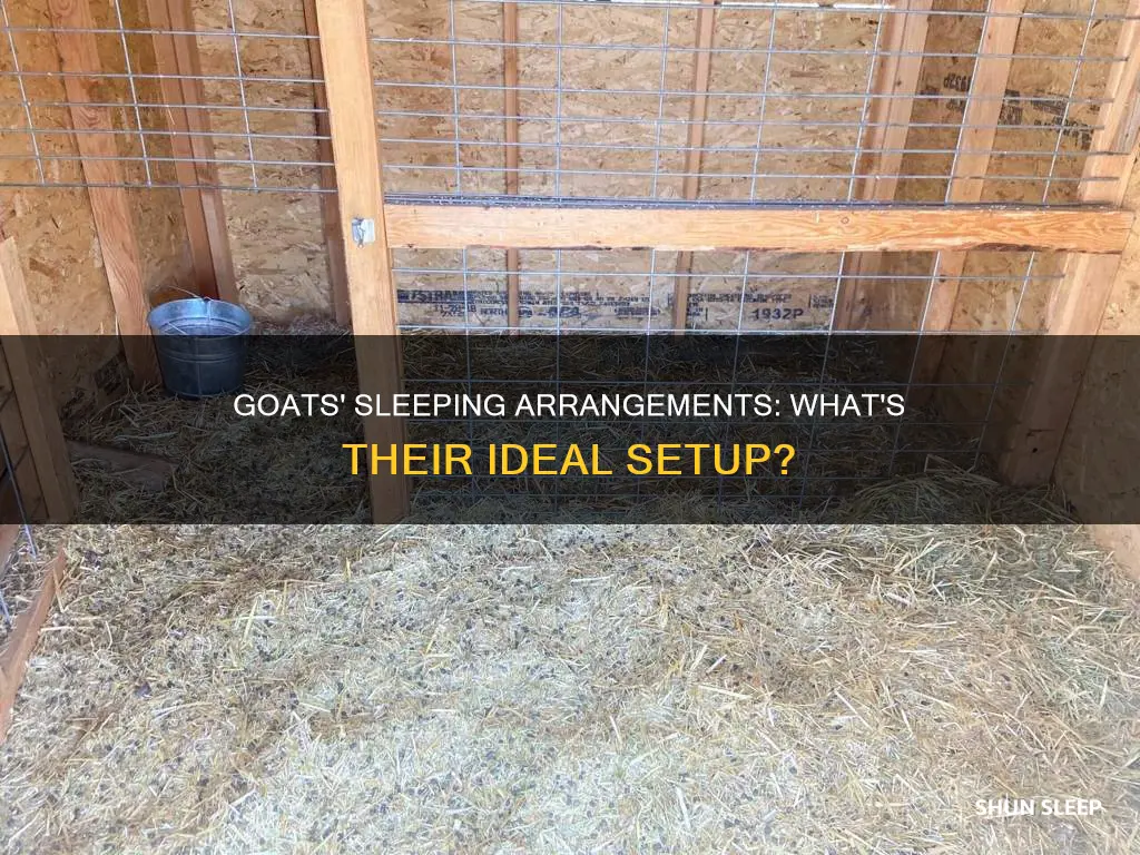 what do goats need to sleep in