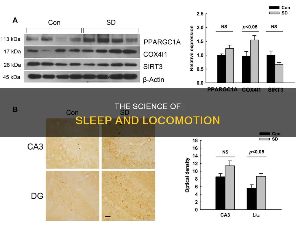 what do living things need for sleeping and walking