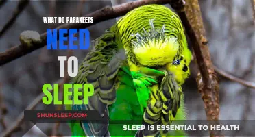 Parakeets' Sleep: Essentials for a Peaceful Slumber