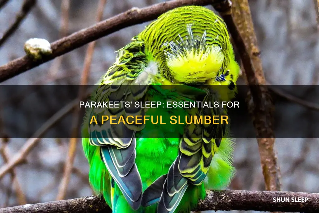 what do parakeets need to sleep