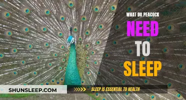 The Sleep Habits of Peacocks Unveiled