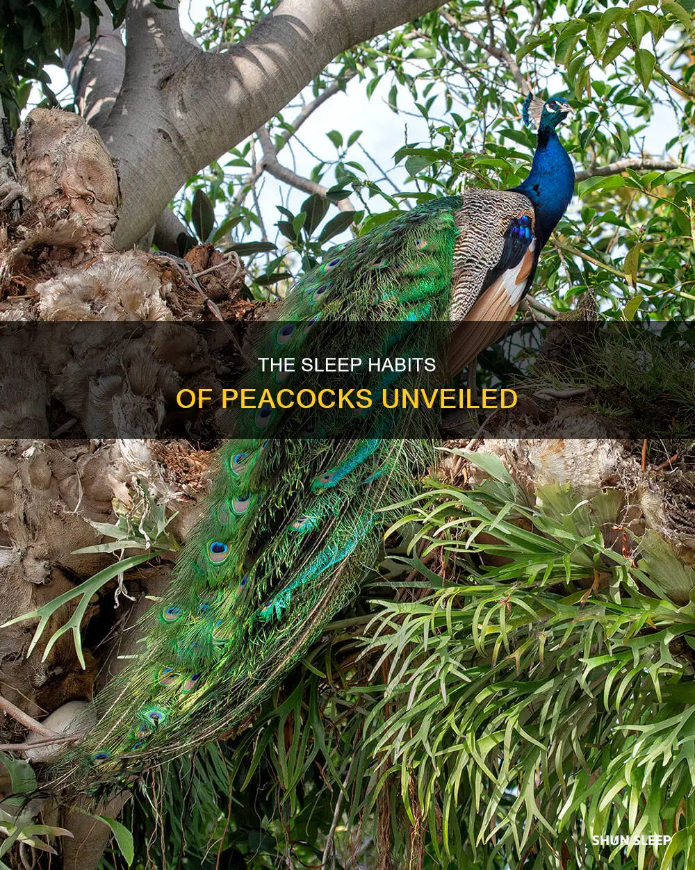 what do peacock need to sleep