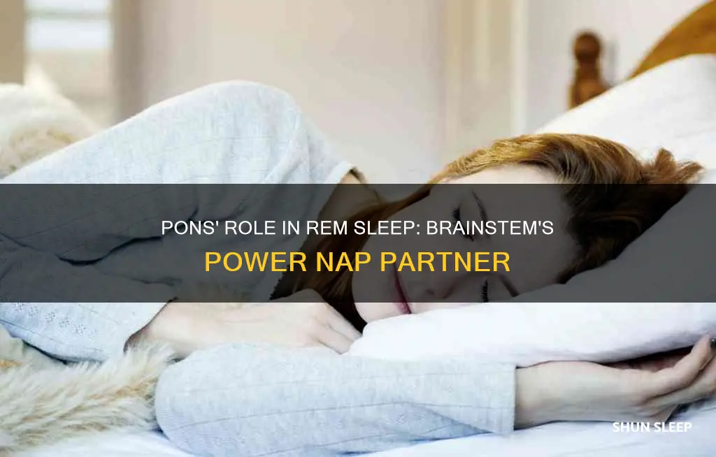 what do pons have to do with rem sleep