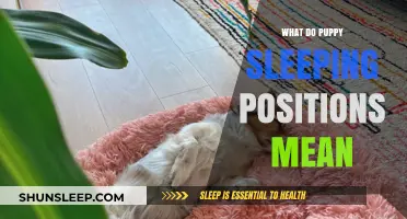 Puppy Sleep Positions: What Do They Signify?