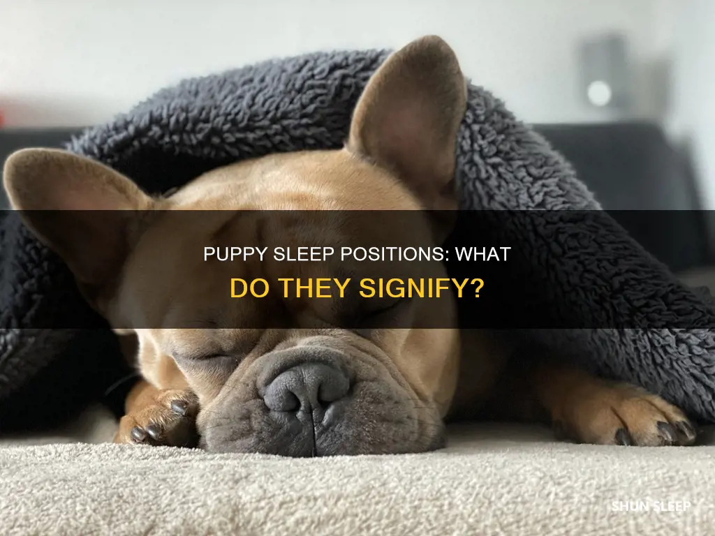 what do puppy sleeping positions mean