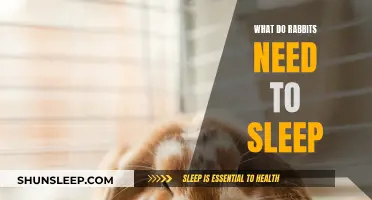 The Ultimate Guide to Rabbit Sleep: Essentials for Rest
