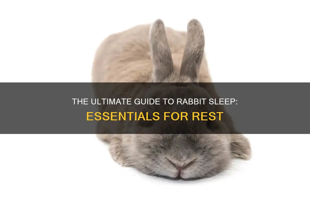 what do rabbits need to sleep