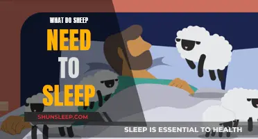 Sheep Slumber: What Do They Need to Sleep?