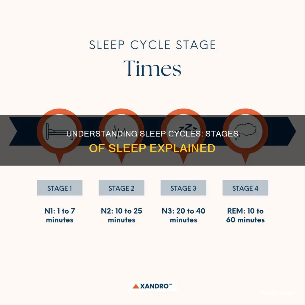 what do the different sleep cycles mean