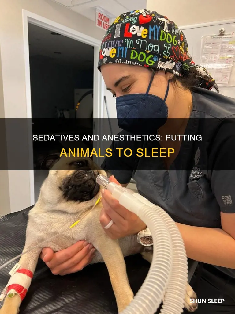 what do they use toput animals to sleep