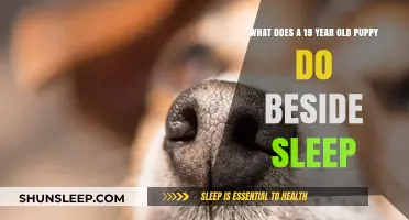 Senior Dogs: Life Beyond Sleep