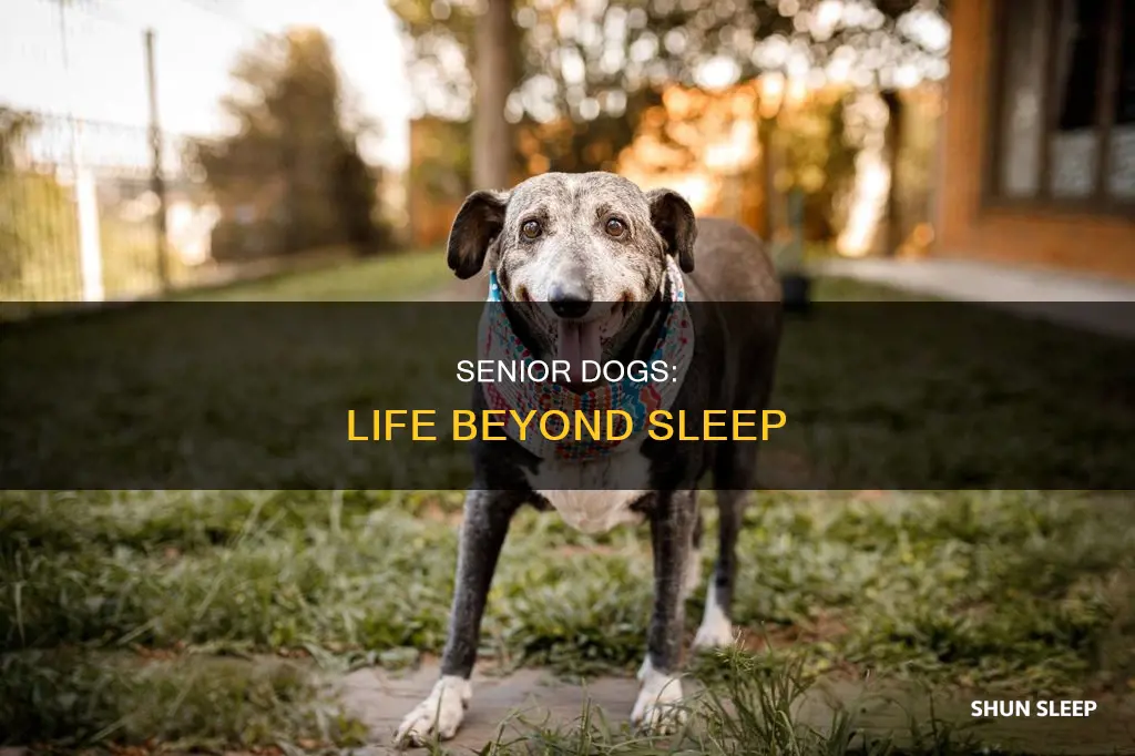 what does a 19 year old puppy do beside sleep