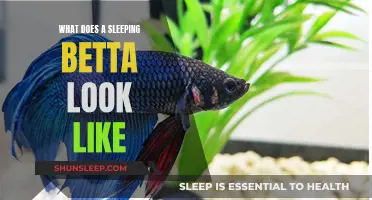 How Bettas Sleep: A Guide to Their Unique Resting Habits