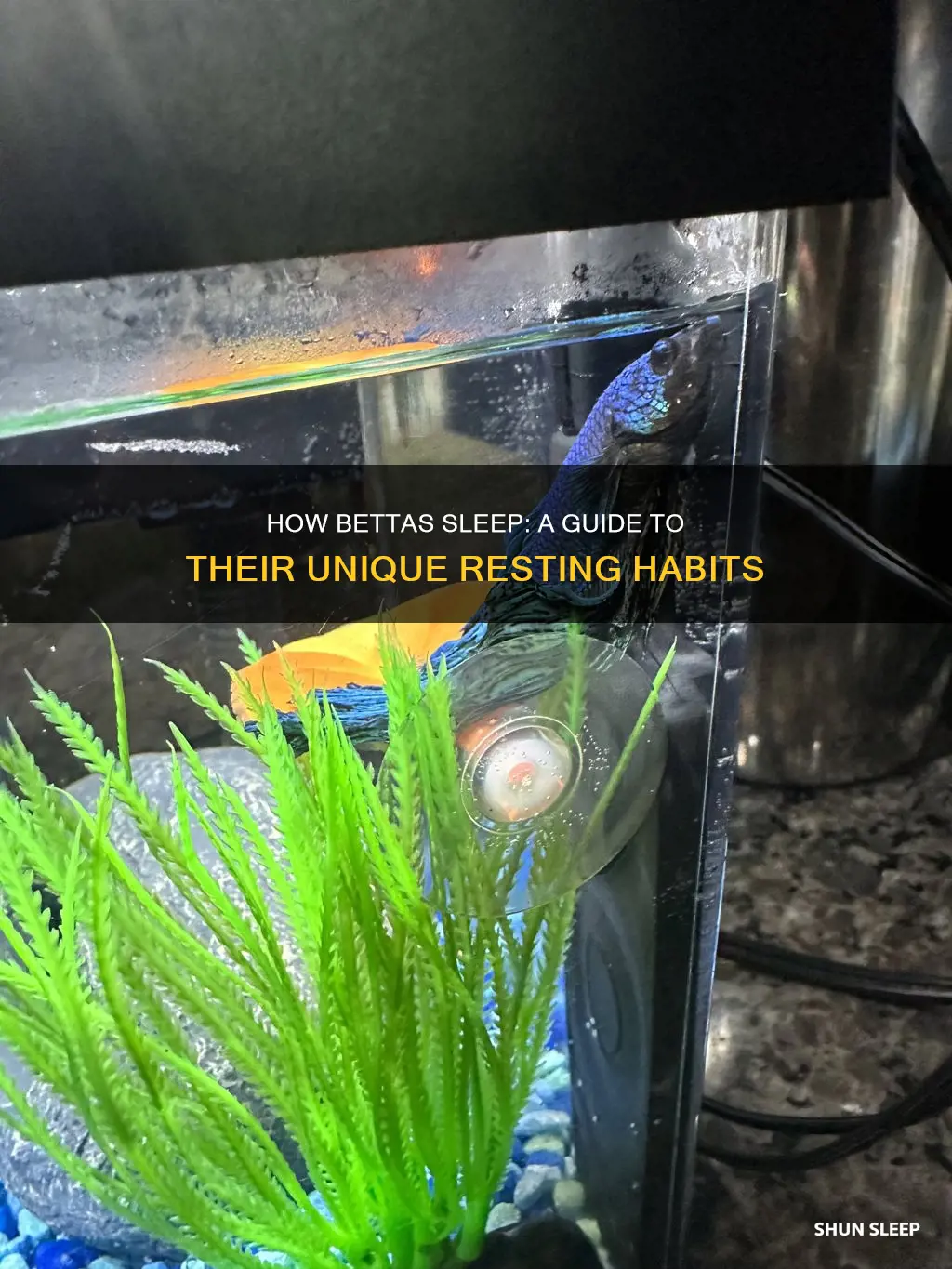 what does a sleeping betta look like