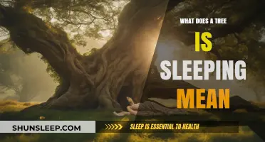The Secret Life of Trees: What Does Sleep Mean?