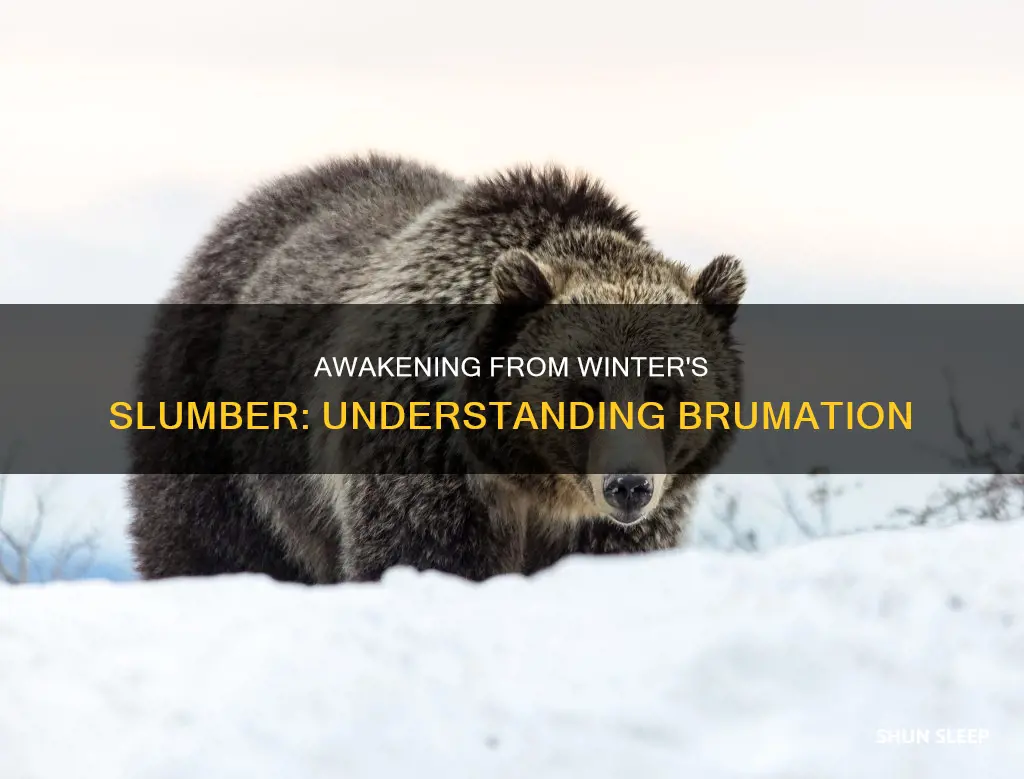 what does again from its brumal sleep mean